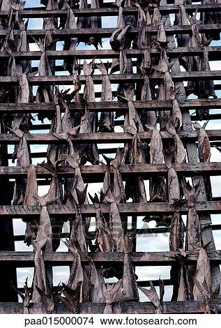 Picture - Norway, fish hanging to dry on wooden rack, full frame. Fotosearch