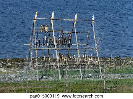 Norway, fish hanging to dry on wooden rack View Large Photo Image Stock Photo - Norway, fish hanging to dry on wooden rack. Fotosearch