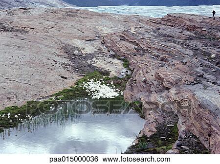 Norway, white flowers growing on mountain top near glacier View Large Photo Image Stock Photograph - Norway, white flowers growing on mountain top near glacier. Fotosearch