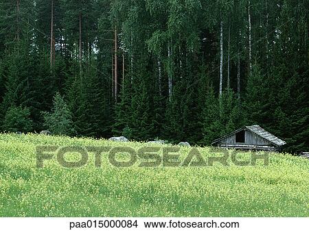 Scandinavia, log cabin at edge of forest View Large Photo Image Picture - Scandinavia, log cabin at edge of forest. Fotosearch