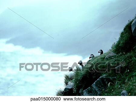 Scandinavia, Puffins perched on cliff View Large Photo Image Stock Image - Scandinavia, Puffins perched on cliff. Fotosearch
