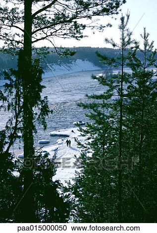 Sweden, evergreen trees and people walking on snowy shore in distance View Large Photo Image Stock Image - Sweden, evergreen trees and people walking on snowy shore in distance. Fotosearch