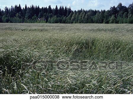 Sweden, field View Large Photo Image Stock Photo - Sweden, field. Fotosearch