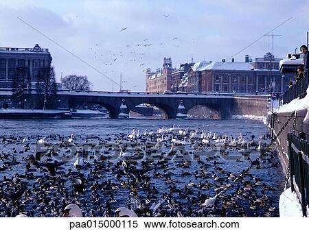 Stock Photography - Sweden, Stockholm, birds grouped on water. Fotosearch