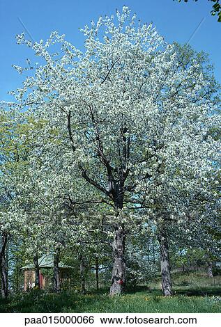 Sweden, tree in blossom View Large Photo Image Stock Photograph - Sweden, tree in blossom . Fotosearch