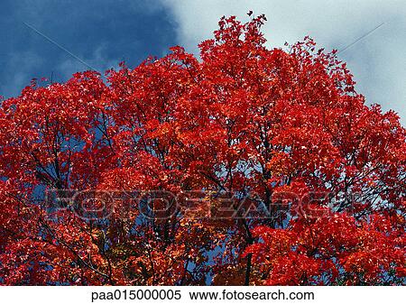 Sweden, tree with red leaves View Large Photo Image Stock Photography - Sweden, tree with red leaves. Fotosearch