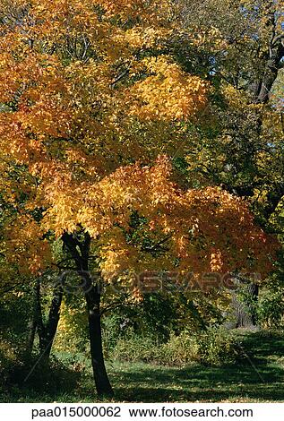Stock Image - Sweden, trees with autumn foliage. Fotosearch