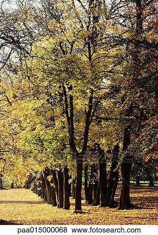 Stock Photo - Sweden, trees with autumn foliage. Fotosearch