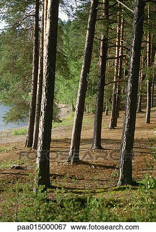 Trees near shore View Large Photo Image Stock Photo - Trees near shore. Fotosearch