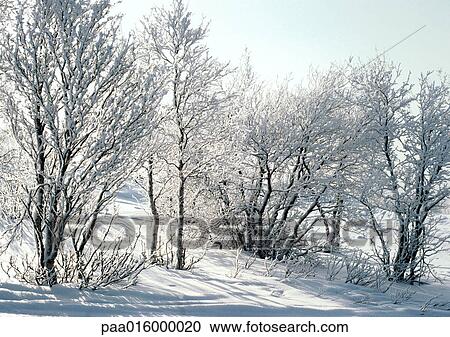 フィンランド 雪は 木を 覆った そして 地面 ストックイメージ Paa Fotosearch