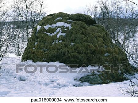 Finland, mound covered with vegetation, in snow View Large Photo Image Picture - Finland, mound covered with vegetation, in snow. Fotosearch