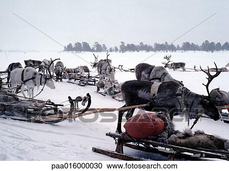 Finland, reindeer and sleds View Large Photo Image Stock Image - Finland, reindeer and sleds. Fotosearch