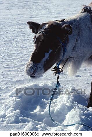 Finland, reindeer, close-up View Large Photo Image Stock Photography - Finland, reindeer, close-up. Fotosearch