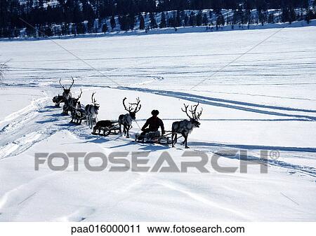 Stock Image - Finland, reindeer pulling sleds across snow. Fotosearch