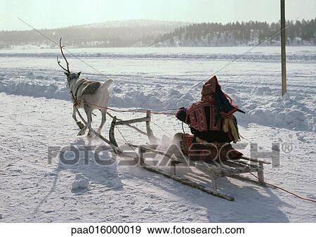 Finland, saami driving reindeer sled View Large Photo Image Stock Photo - Finland, saami driving reindeer sled. Fotosearch
