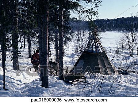 Finland, Saami with reindeer and sled next to tent in snow View Large Photo Image Stock Photograph - Finland, Saami with reindeer and sled next to tent in snow. Fotosearch