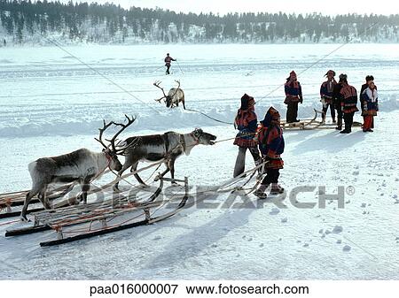 Stock Photo - Finland, Saami with sleds and reindeer in snow. Fotosearch