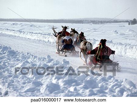 Finland, saamis being pulled on sleds by reindeer on path, rear view View Large Photo Image Stock Photo - Finland, saamis being pulled on sleds by reindeer on path, rear view. Fotosearch