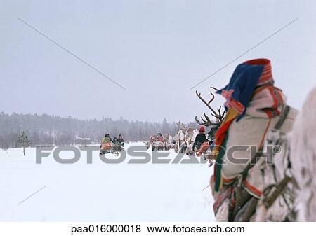 Stock Photo - Finland, saamis with reindeer sleds in line, rear view. Fotosearch