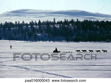 Stock Image - Finland, snowmobile and reindeer in silhouette. Fotosearch