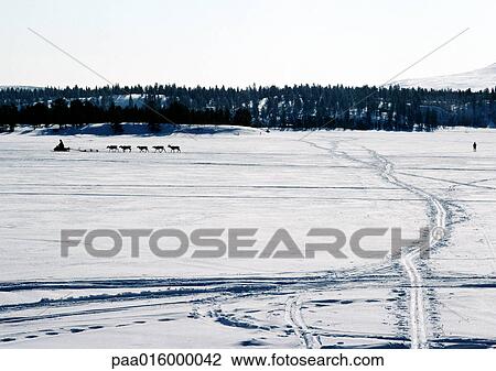 Finland, tracks across snow, snowmobile and reindeer in distance View Large Photo Image Stock Image - Finland, tracks across snow, snowmobile and reindeer in distance. Fotosearch