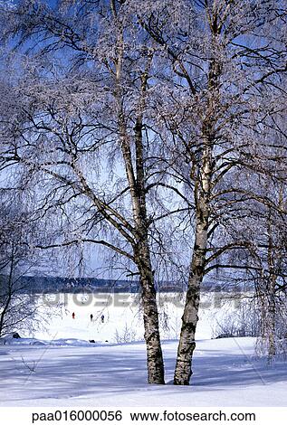 Sweden, birches growing in snow View Large Photo Image Stock Photograph - Sweden, birches growing in snow. Fotosearch