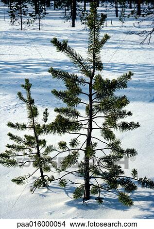 Sweden, fir tree in snow View Large Photo Image Picture - Sweden, fir tree in snow. Fotosearch