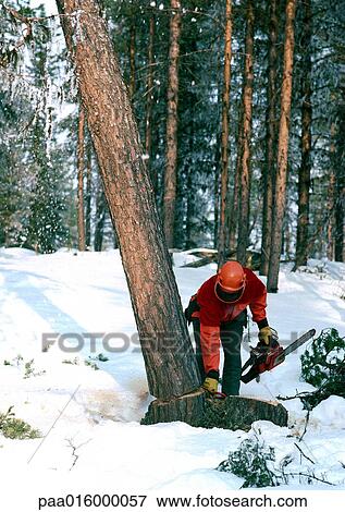 Sweden, man cutting down tree with chain saw in snow View Large Photo Image Stock Photo - Sweden, man cutting down tree with chain saw in snow . Fotosearch