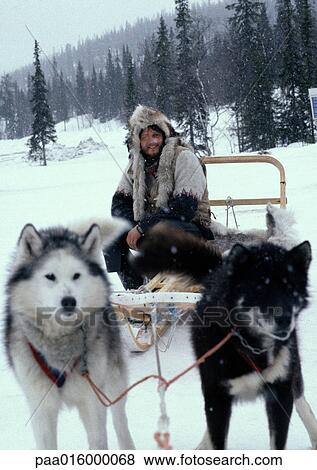 Stock Photo - Sweden, man sitting on sled pulled by sled dogs. Fotosearch