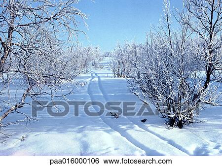 Sweden, path through snowy woods View Large Photo Image Stock Photograph - Sweden, path through snowy woods. Fotosearch