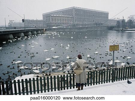 Stock Image - Sweden, person standing in snow looking at birds in water, rear view. Fotosearch