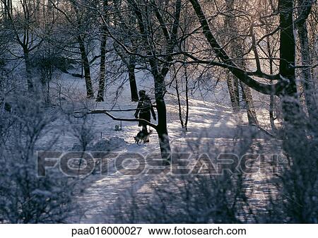 Sweden, person walking in snowy forest with dog View Large Photo Image Stock Photo - Sweden, person walking in snowy forest with dog. Fotosearch