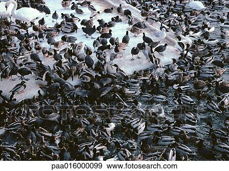 Sweden, pigeons and ducks crowded together on snow View Large Photo Image Stock Photo - Sweden, pigeons and ducks crowded together on snow. Fotosearch
