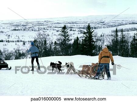 Stock Photography - Sweden, sled-dogs pulling sled and people on cross country skis in snow. Fotosearch