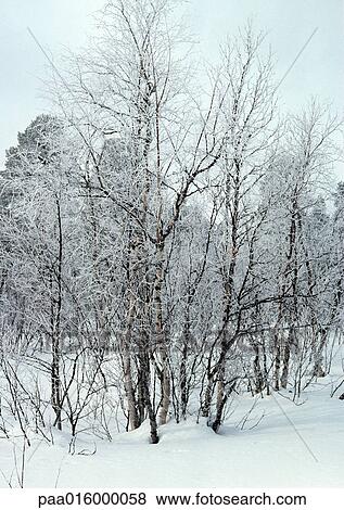 Stock Photo - Sweden, snow-covered trees in snow. Fotosearch