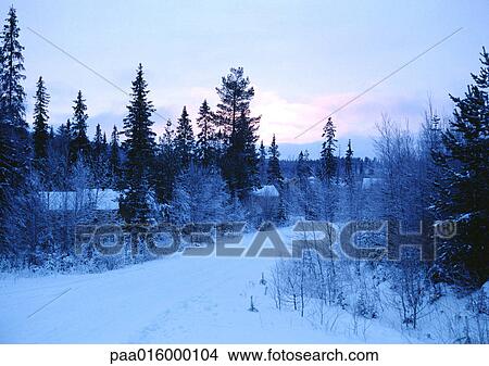 Sweden, snowy path through woods, twilight View Large Photo Image Picture - Sweden, snowy path through woods, twilight. Fotosearch