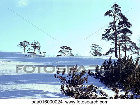 Sweden, sunny, snow-covered landscape View Large Photo Image Picture - Sweden, sunny, snow-covered landscape . Fotosearch
