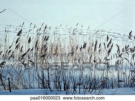 Stock Image - Sweden, weeds growing in snow-covered ground. Fotosearch