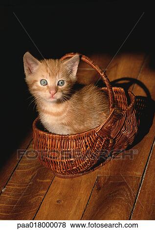 Stock Photo - Kitten in a basket facing camera.. Fotosearch