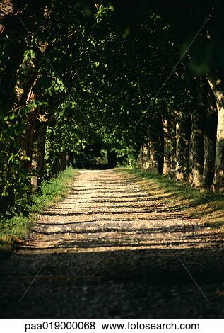 Dirt road through woods View Large Photo Image Stock Photo - Dirt road through woods. Fotosearch