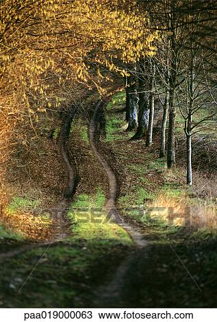 Path through woods in autumn. View Large Photo Image Stock Image - Path through woods in autumn.. Fotosearch