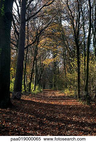 Stock Photography - Path through woods in autumn.. Fotosearch