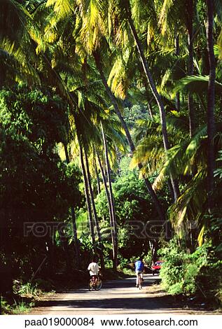 Reunion, people on bikes on path through tropical forest View Large Photo Image Picture - Reunion, people on bikes on path through tropical forest. Fotosearch