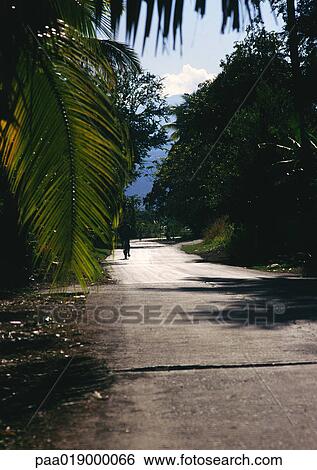 Reunion, road with hanging palm fronds. View Large Photo Image Stock Photograph - Reunion, road with hanging palm fronds.. Fotosearch