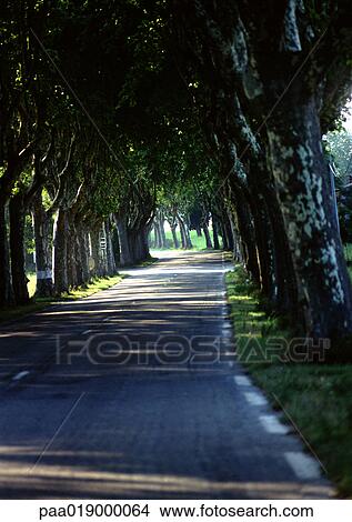 Road through alley of trees View Large Photo Image Picture - Road through alley of trees. Fotosearch