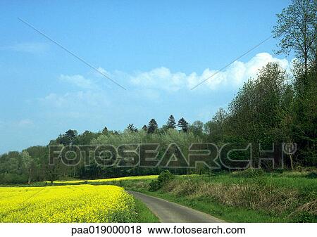 Road through field with field of rapeseed and trees. View Large Photo Image Stock Photo - Road through field with field of rapeseed and trees.. Fotosearch
