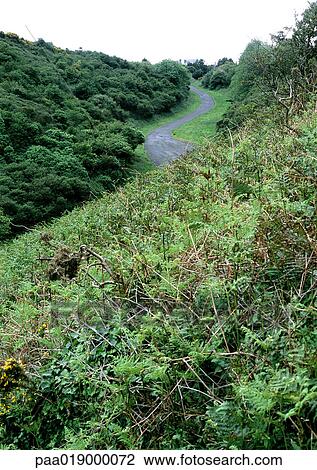Road through low vegetation View Large Photo Image Stock Image - Road through low vegetation. Fotosearch