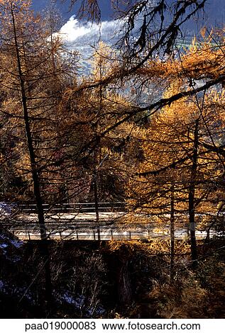 Road through woods in autumn. View Large Photo Image Stock Image - Road through woods in autumn.. Fotosearch