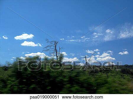 Vegetation on side of road, blurry. View Large Photo Image Stock Image - Vegetation on side of road, blurry.. Fotosearch