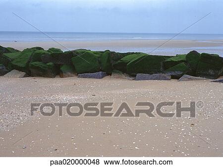 Stock Photo - Algae covered rocks on beach. Fotosearch